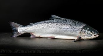 Come pulire il salmone come un professionista: i migliori trucchi per sfilettarlo rapidamente a casa