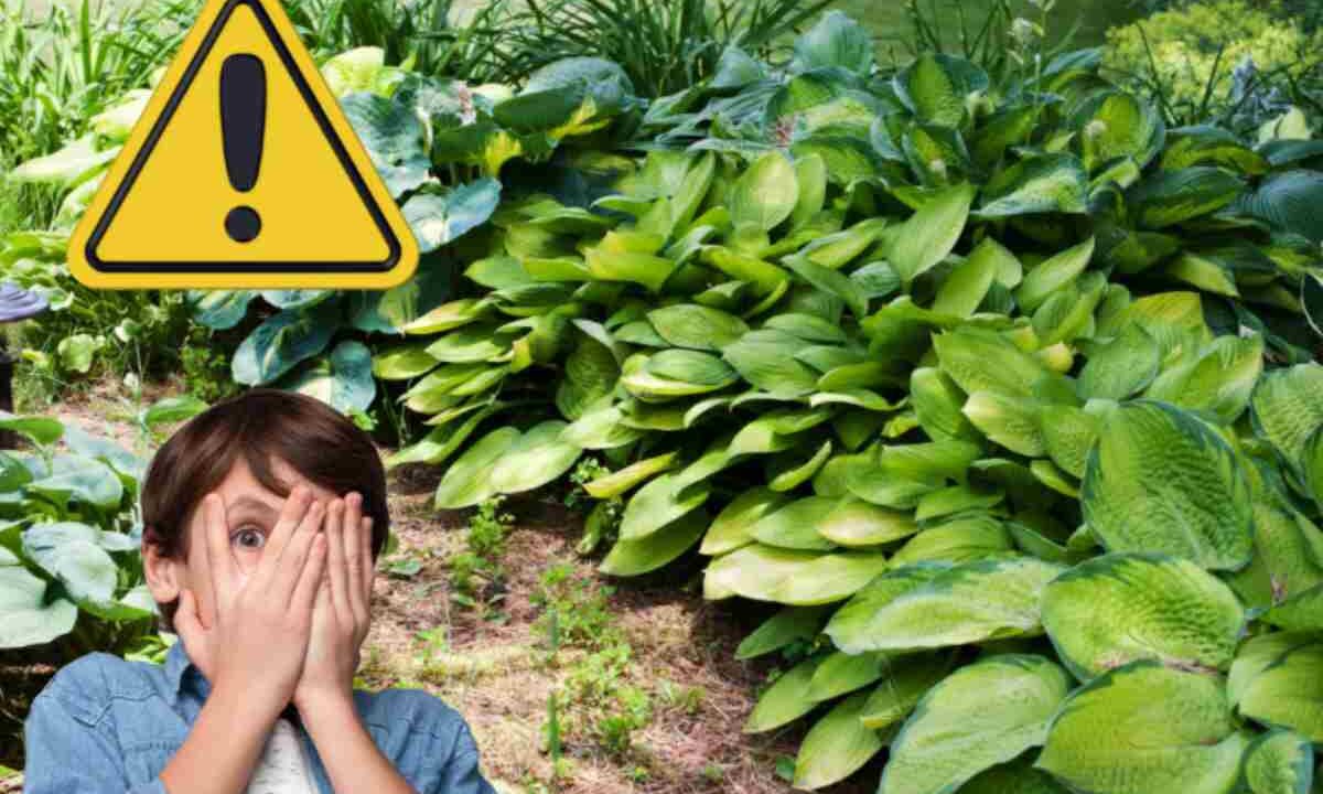 Hosta