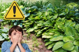 Hosta