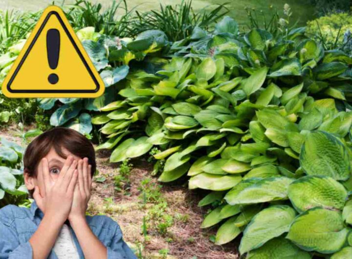 Hosta